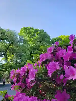 阿佐ヶ谷神明宮(東京都)