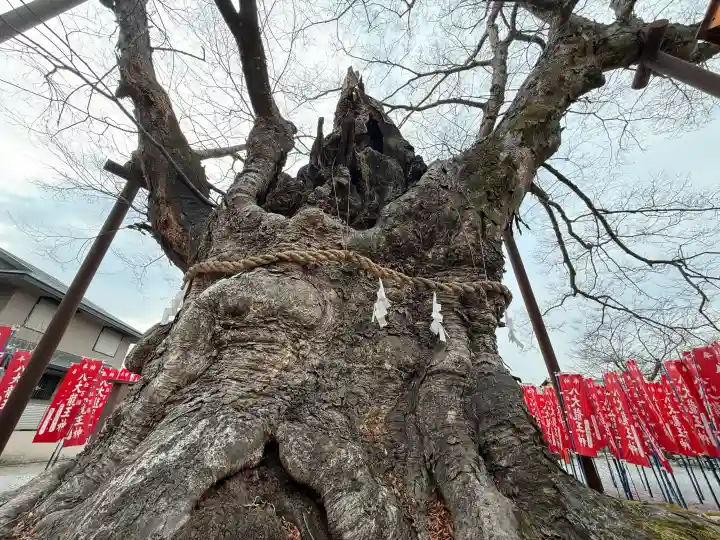 秩父今宮神社の{uncategorized: "未分類", other: "その他", undefined: "問題あり", building: "その他建物", grave: "お墓", sacred_gate: "鳥居", guardian: "狛犬", statue: "像", buddha: "仏像", history: "歴史", nature: "自然", garden: "庭園", animal: "動物", pagoda: "塔", temizu: "手水舎", mountain_gate: "山門・神門", sanctuary: "本殿・本堂", subordinate: "末社・摂社", art: "芸術", scenery: "景色", jizo: "地蔵", ema: "絵馬", goshuin: "御朱印", omikuji: "おみくじ", items: "授与品その他", amulet: "お守り", goshuincho: "御朱印帳", eats: "食事", festival: "お祭り", votive_dance: "神楽", shichigosan: "七五三参", wedding: "結婚式", experience: "体験その他", initially: "初詣", around: "周辺", anti_infection: "感染症対策"}