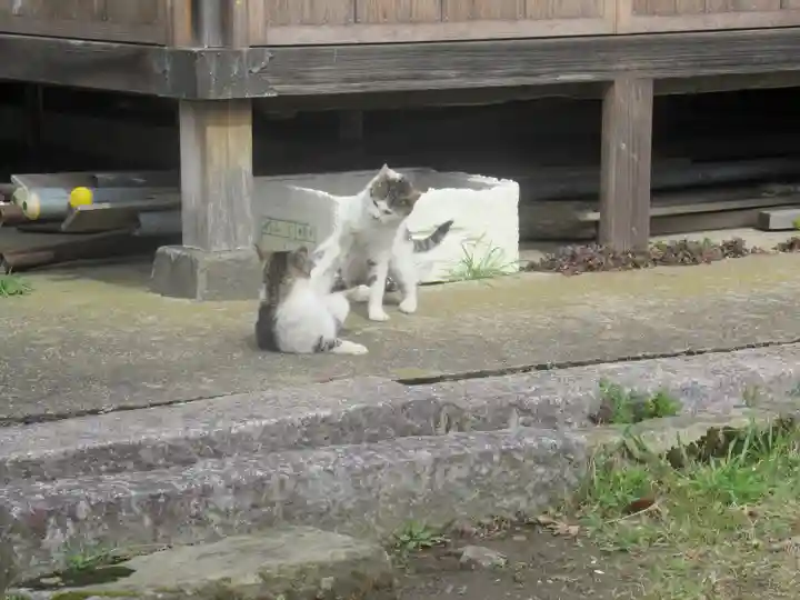須賀神社の動物
