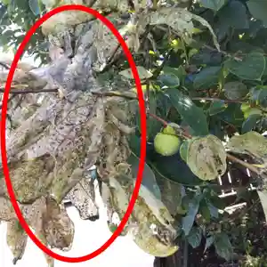 七重浜海津見神社(北海道)(2023年08月29日(火) 09時01分00秒投稿)
