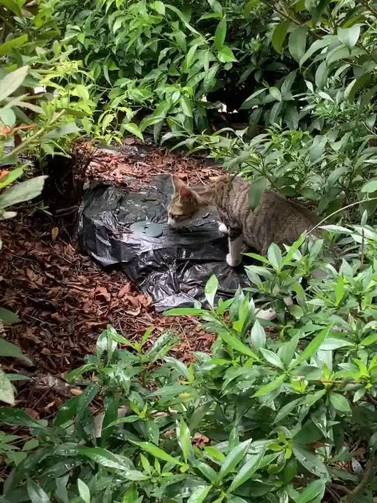 三輪神社の動物