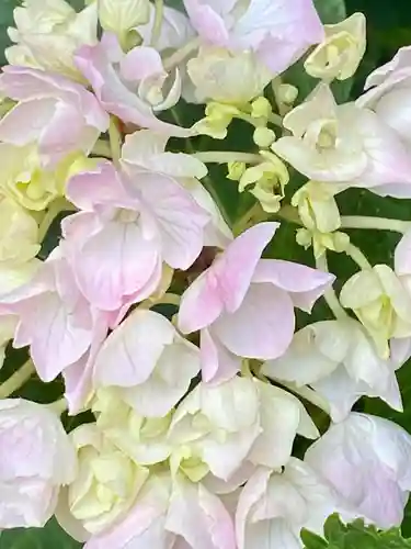 粟嶋堂宗徳寺の自然