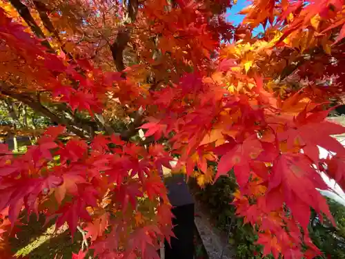 禅林寺（永観堂）の自然