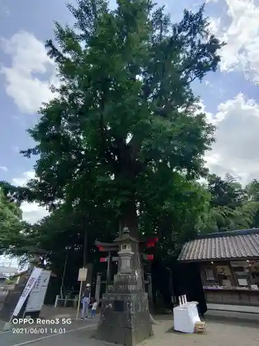 下総国三山　二宮神社の自然