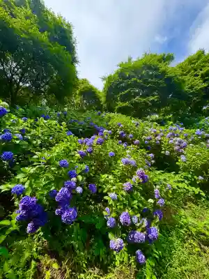 皆野椋神社(埼玉県)