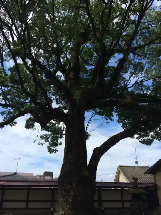 鹿児島神社(鹿児島県)