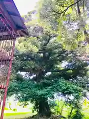 愛宕神社の自然