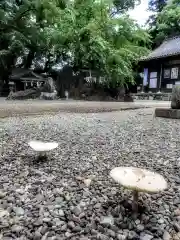 藤白神社の自然