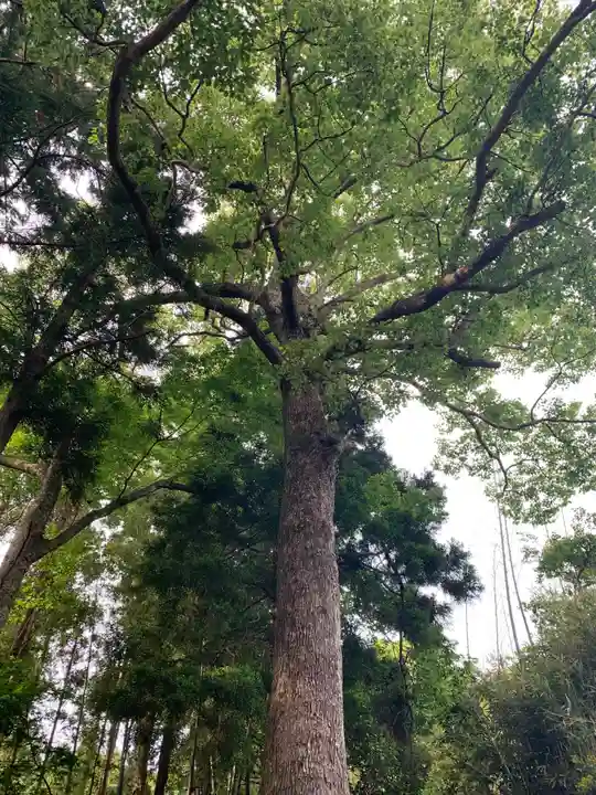 天御中主神社の自然