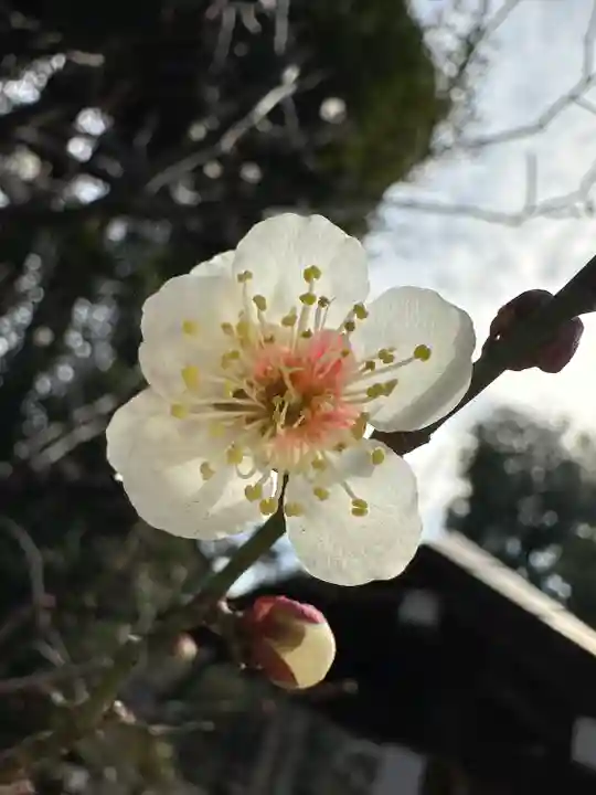 布多天神社の自然