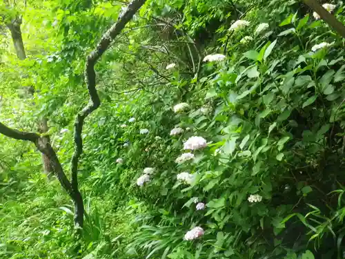 荏柄天神社の自然