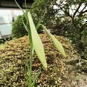 豊景神社の自然(2020年08月16日(日) 06時44分19秒投稿)