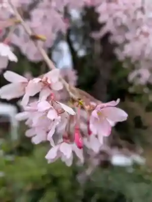 阿佐ヶ谷神明宮(東京都)