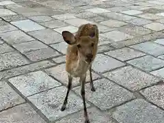 興福寺の動物