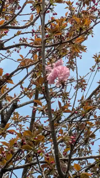 大念寺(京都府)