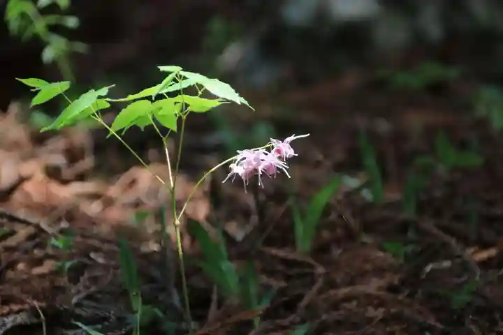 鹿島大神宮の自然