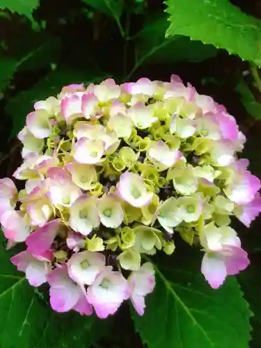 鳩森八幡神社の自然