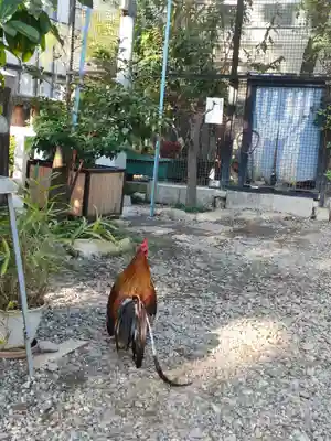 高知大神宮の動物