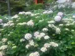 三室戸寺(京都府)