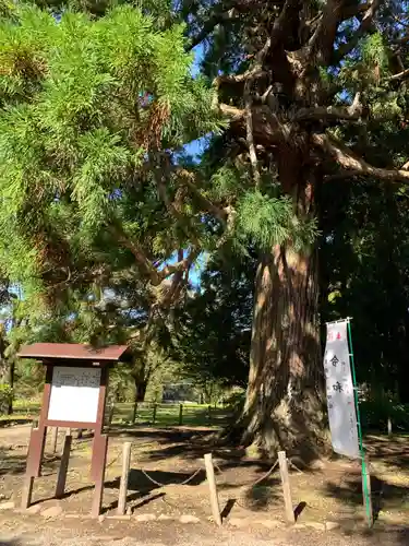 糠部神社の自然