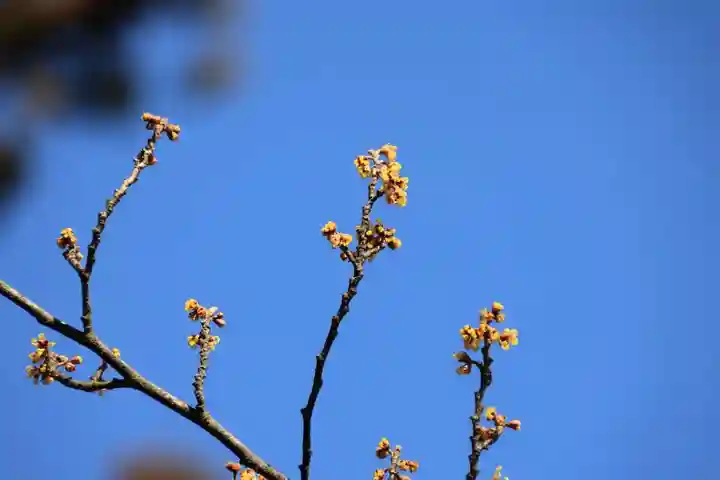 豊景神社の庭園
