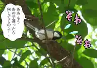 留辺蘂神社の動物