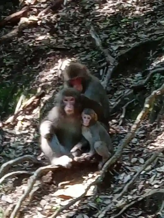 多度大社の動物