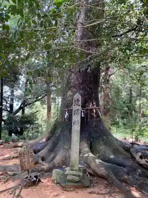 浅木神社の自然