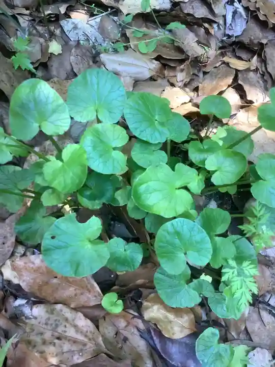 堤治神社の自然