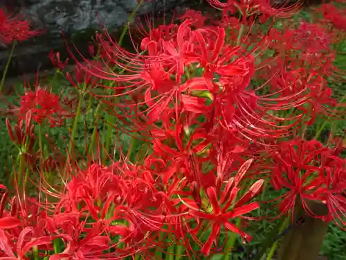 横浜　西方寺の自然