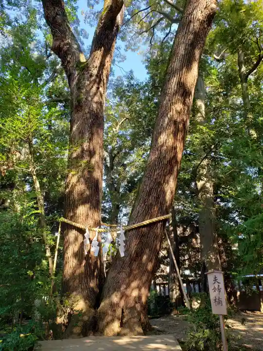 武蔵一宮氷川神社の自然