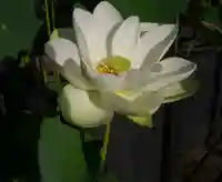 極楽山 浄土寺の自然