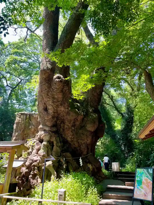 來宮神社(静岡県)