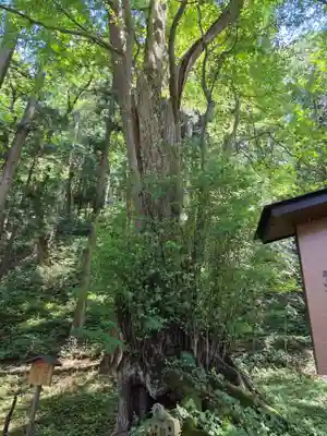 飛驒一宮水無神社(岐阜県)