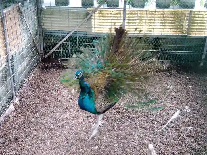 福井県護国神社(福井県)