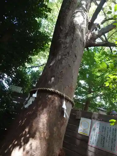 鎮守氷川神社の自然