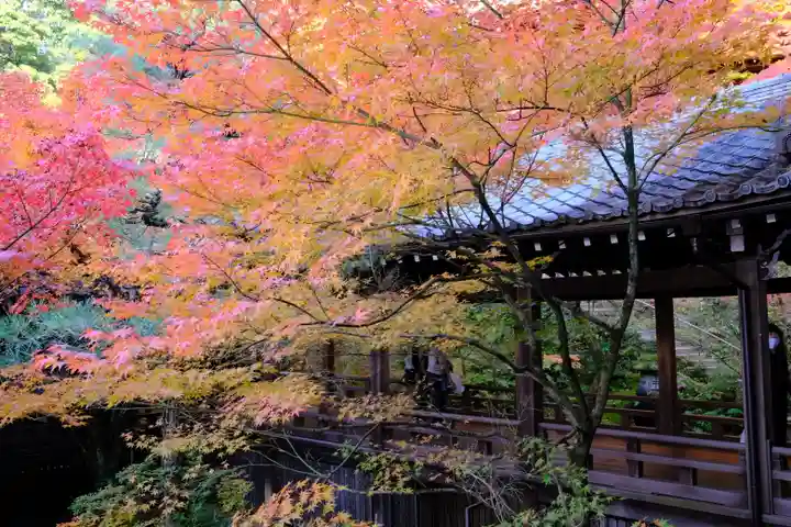 禅林寺(永観堂)の自然