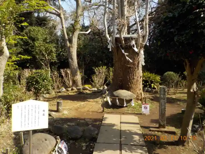 江島神社の自然