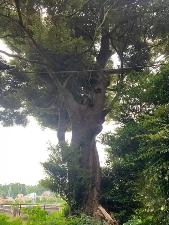 八雲神社(千葉県)