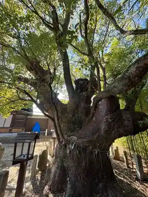 新田白山神社(愛知県)
