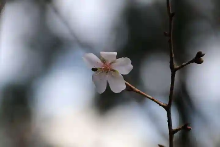 神炊館神社 ⁂奥州須賀川総鎮守⁂の庭園