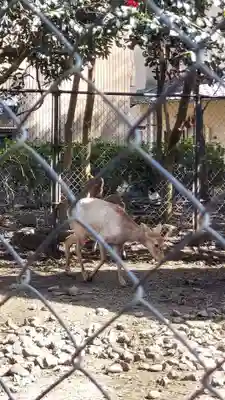 三嶋大社(静岡県)