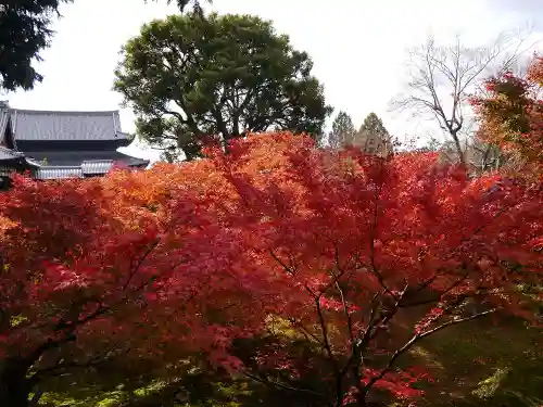 東福禅寺（東福寺）の自然