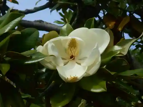 浄光明寺の自然