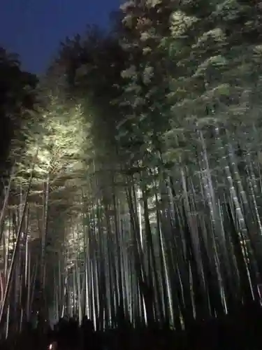 高台寺（高台寿聖禅寺・高臺寺）の自然