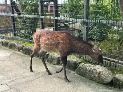 厳島神社(広島県)