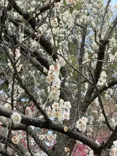 梅宮大社の自然