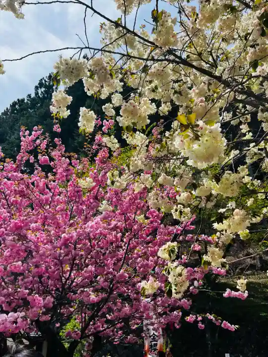 金櫻神社の{uncategorized: "未分類", other: "その他", undefined: "問題あり", building: "その他建物", grave: "お墓", sacred_gate: "鳥居", guardian: "狛犬", statue: "像", buddha: "仏像", history: "歴史", nature: "自然", garden: "庭園", animal: "動物", pagoda: "塔", temizu: "手水舎", mountain_gate: "山門・神門", sanctuary: "本殿・本堂", subordinate: "末社・摂社", art: "芸術", scenery: "景色", jizo: "地蔵", ema: "絵馬", goshuin: "御朱印", omikuji: "おみくじ", items: "授与品その他", amulet: "お守り", goshuincho: "御朱印帳", eats: "食事", festival: "お祭り", votive_dance: "神楽", shichigosan: "七五三参", wedding: "結婚式", experience: "体験その他", initially: "初詣", around: "周辺", anti_infection: "感染症対策"}