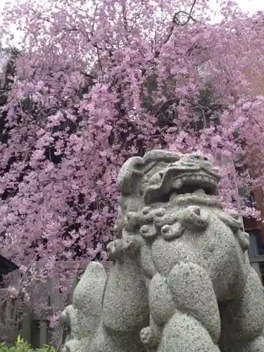 乃木神社の狛犬