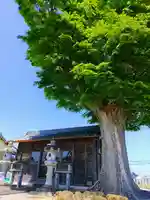 須賀社(西蜆)の自然